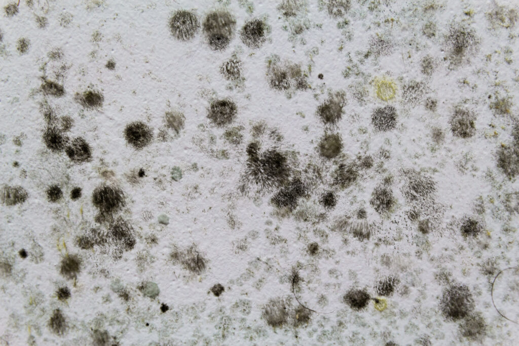 rid of black mold permanently