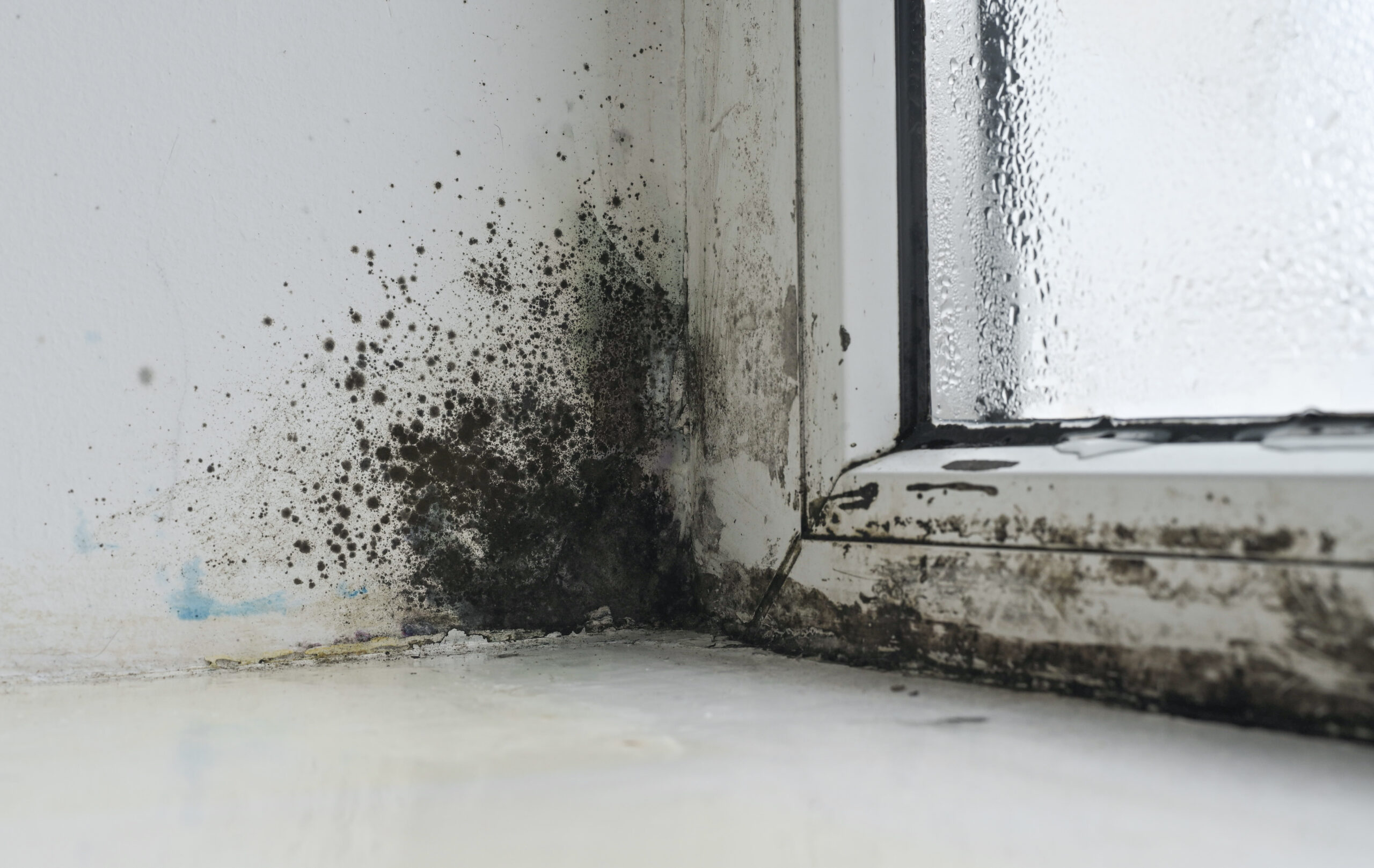 Black mold remediation