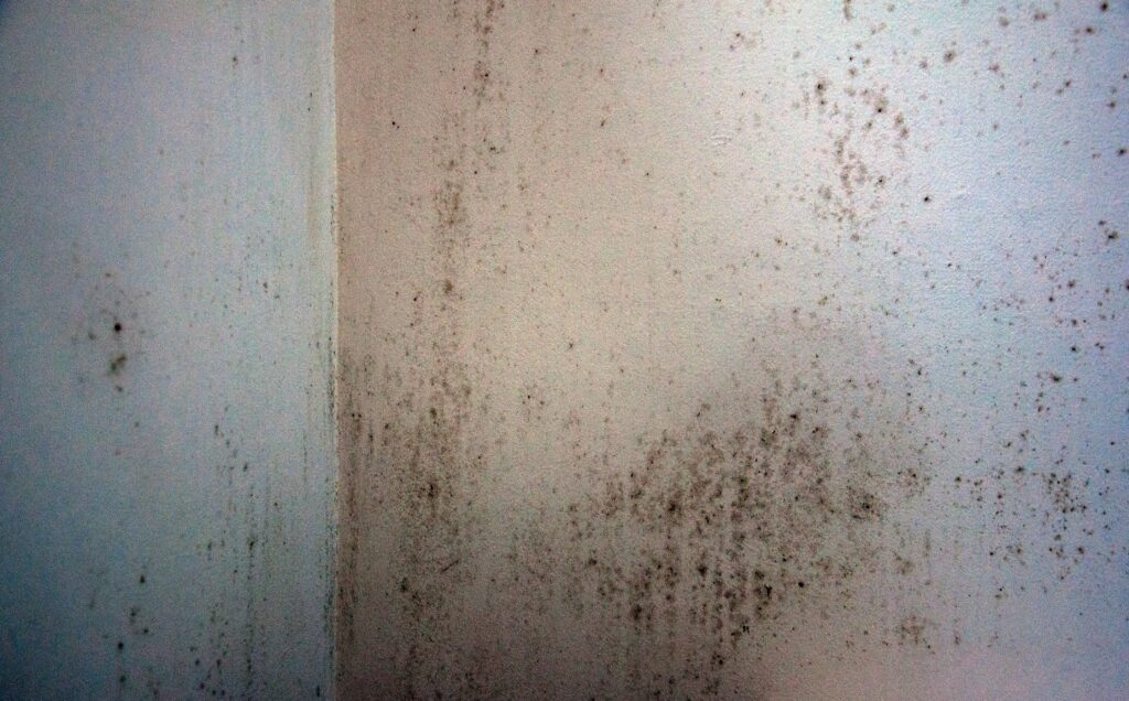 Black mold remediation