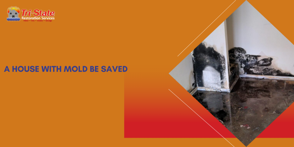 a House with Mold Be Saved